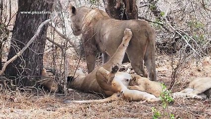 This Lion pride was seen on N'waswitsontso loop in Kruger National Park on 23 October 2018