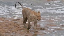 Lions playing in the riverbed on the extremely hot day in Kruger Park close to Shingwedzi camp.