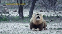 Male Lion roaring, very loud! Amazing sighting of this Lion close to Sabie River Seen in Kruger National Park