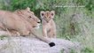 Three cute Lion cubs playing at Renosterkoppies in Kruger National Park