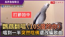 鸚鵡翻唱〈105度的你〉！ 唱到一半「突然唸佛」還改編歌曲