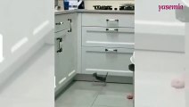 Çok uğraştı ama olmadı! Mutfak tezgahına çıkmaya çalışan kedi...