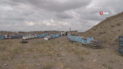 Yanan ormanlar tüm ülkedeki arıcıları etkiledi