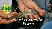 Giant Freshwater Prawn