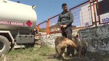 Ayancık'taki sel nedeniyle şantiyede mahsur kalan iki köpek iş makinesiyle kurtarıldı