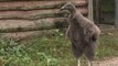 Rocher des Aigles : naissances exceptionnelles de deux bébés condors, une première depuis sept ans !