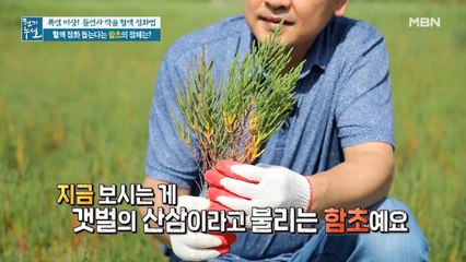 혈액 정화 돕는 갯벌의 산삼, '함초'