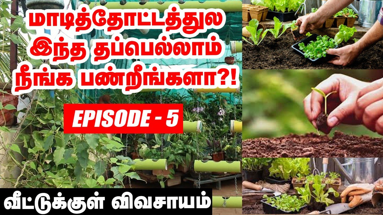 மாடித்தோட்டத்துல இந்த தப்பெல்லாம் பண்ணாதீங்க... | Terrace Garden |  Episode 5