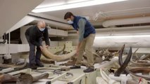 Investigadores logran mapear la vida entera de un mamut de 17.000 años