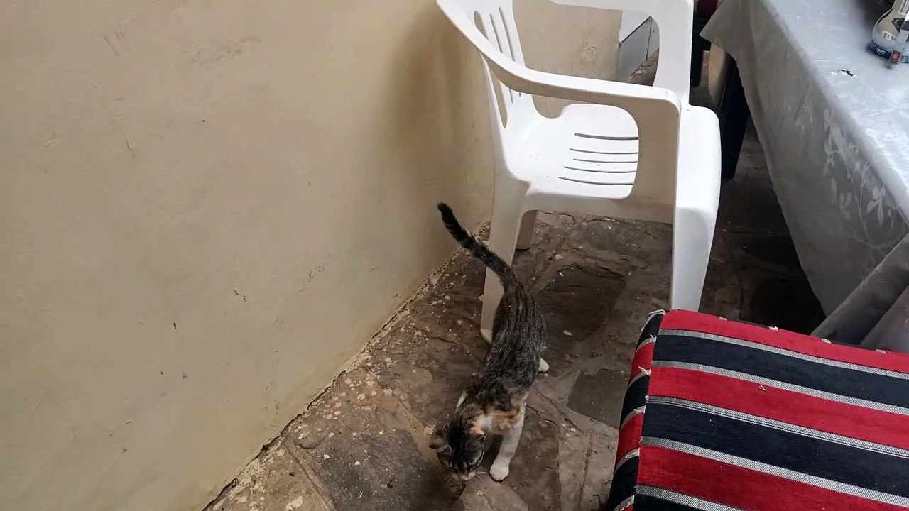 Small tiger, funny cat 