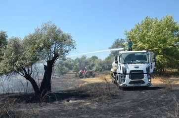 Zeytinlikte çıkan yangın söndürüldü