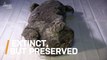This Cave Lion Cub Could Be the Best Preserved Ice Age Creature Ever Discovered