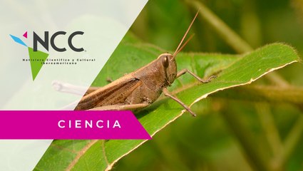 Chapulines de milpa; un alimento alternativo y amigable con el ambiente