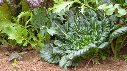 Plantez ces légumes maintenant si vous voulez créer un jardin d'automne