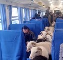 من كوكب الصين: مجموعة من المواشي تشارك الركاب في قطار و تتجول بحرية دون إزعاج الركب!