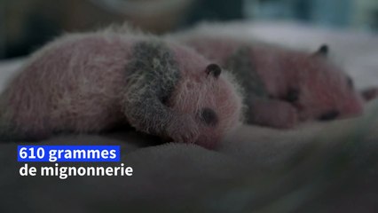 Zoo de Beauval: les jumelles pandas se portent bien