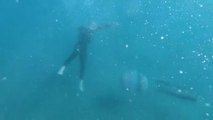 Las medusas gigantes visitan el Mediterráneo español