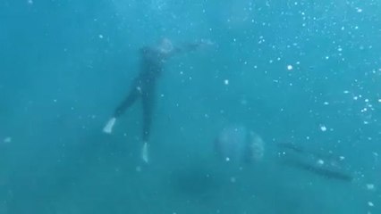 Video herunterladen: Las medusas gigantes visitan el Mediterráneo español