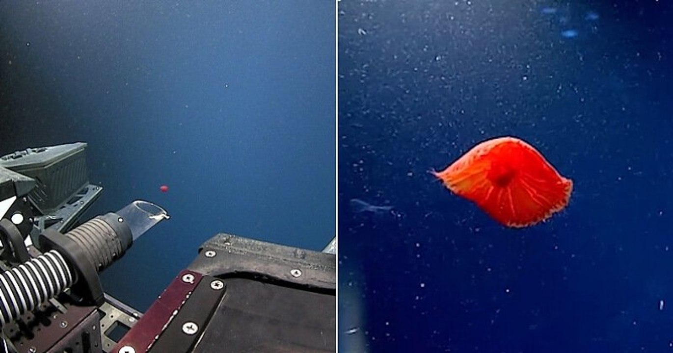 Des scientifiques découvrent une méduse rouge jamais observée auparavant