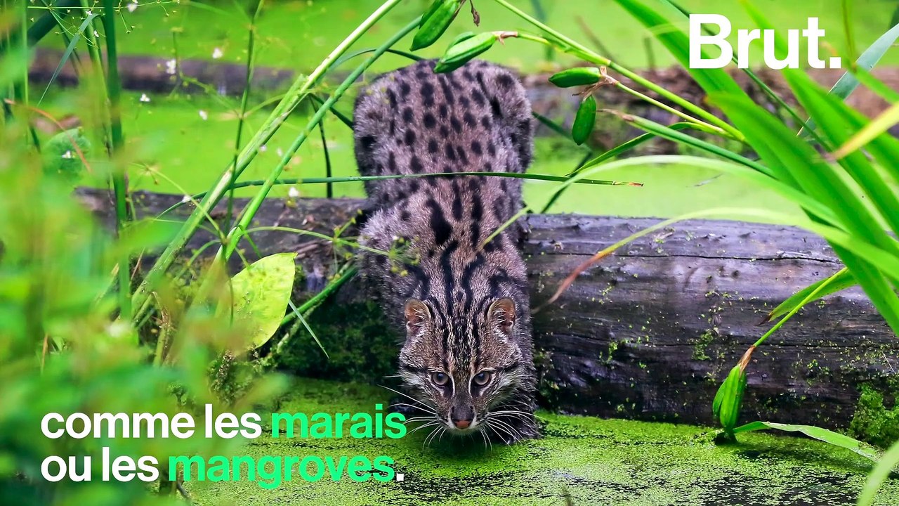 Le chat viverrin, un félin très à l'aise dans l'eau