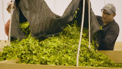 How tea is made at the oldest tea farm in Europe