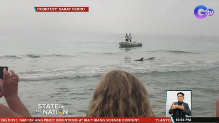 Beachgoers, napaahon nang lumapit ang isang blue shark | SONA