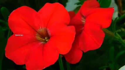 1 hours Deep sleeping music Calm music