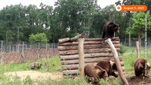 Rescued bear cubs frolic in Ukrainian sanctuary