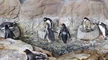 Acquario di Genova, i pulcini di pinguino escono dal nido