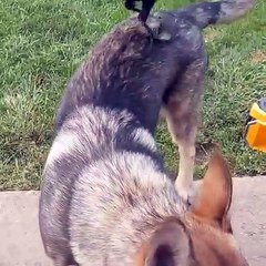German Shepherd Takes Crow for a Ride