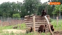 Rescued bear cubs frolic in Ukrainian sanctuary