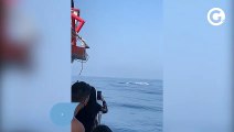 Baleia jubarte salta e encanta turistas no ES