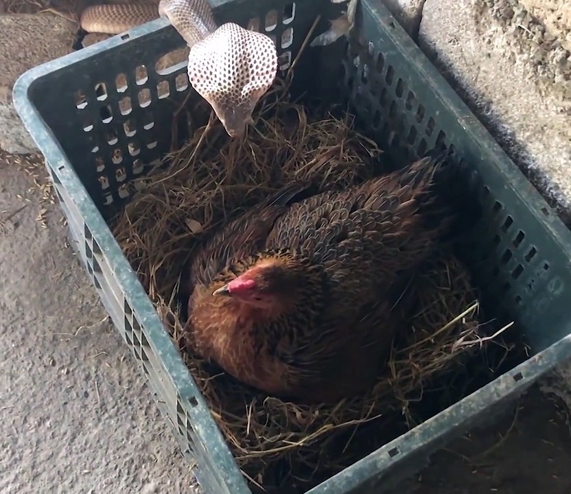 Ayam vs ular cobra