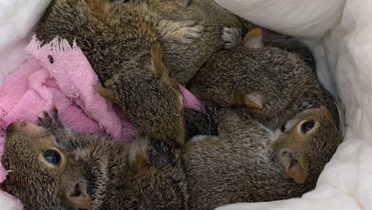 Humans not the only ones at risk as Fred approaches