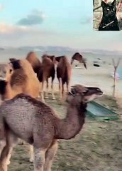 الحب يعمل أكثر من هيك