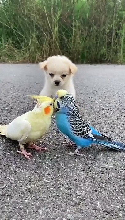 Loving Bird