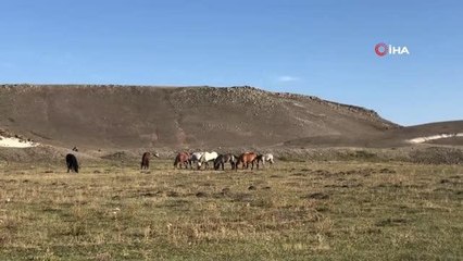 Kars'ta yılkı atları doğal ortamlarında görüntülendi