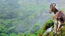 Tourists elated as Kerala opens up Eravikulam national park, other destinations