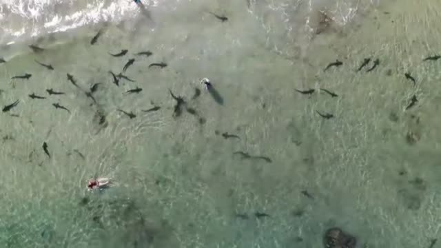 Tiburones leopardo nadan con los bañistas en una playa de California