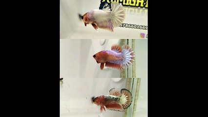 KOLEKSI IKAN ALMIGHTYBETTAFARM