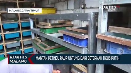 Mantan Petinju di Malang Beternak Tikus Putih