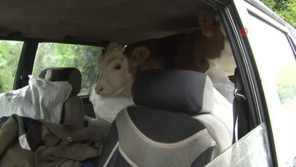 Selden otomobil bagajına yüklenerek kurtarılan buzağılar annesine kavuştu