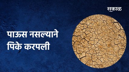 Aurangabad;पाऊस नसल्याने पिके करपली