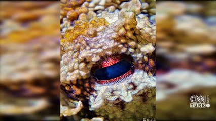 En genç su altı fotoğrafçılarından biri