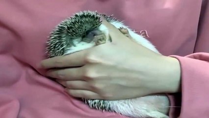 Funny Animals - Cute Porcupines #22 - Animals Video 2021