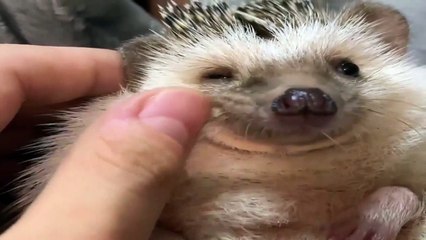 Funny Animals - Cute Porcupines #23 - Animals Video 2021