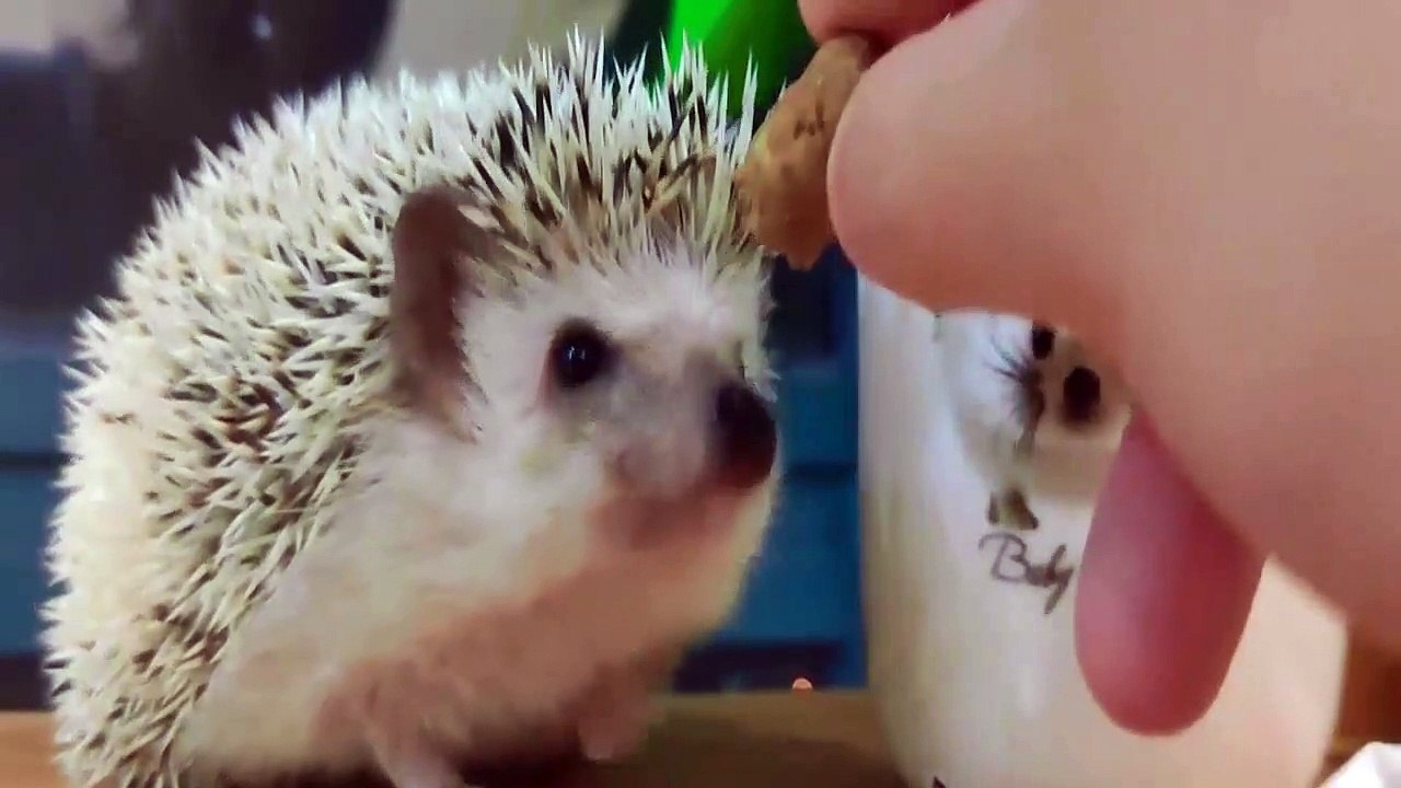 Funny Animals - Cute Porcupines #27 - Animals Video 2021