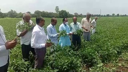 किसानों ने ही खड़ी फसल पर चला दिया ट्रैक्टर देखें वीडियो