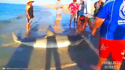 Animals That Desperately Asked People for Help