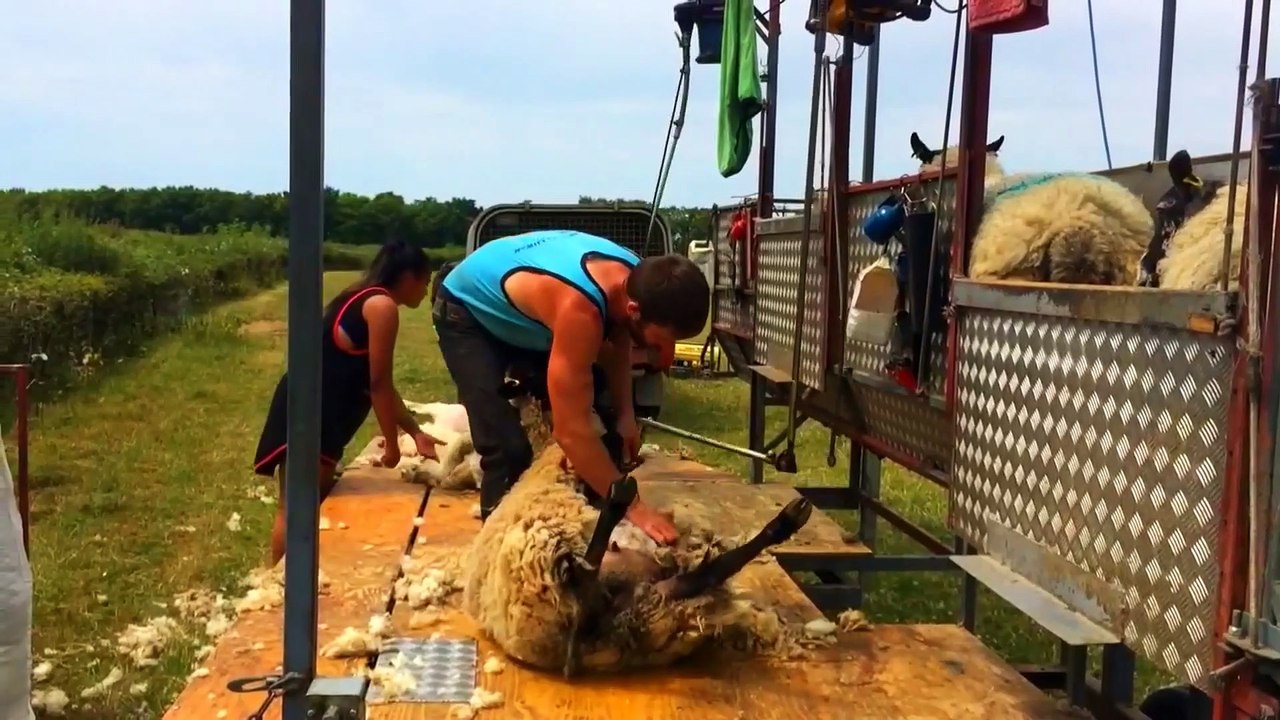 I Was Just Satisfied By Watching These Simple  sheep wool shearing process _
